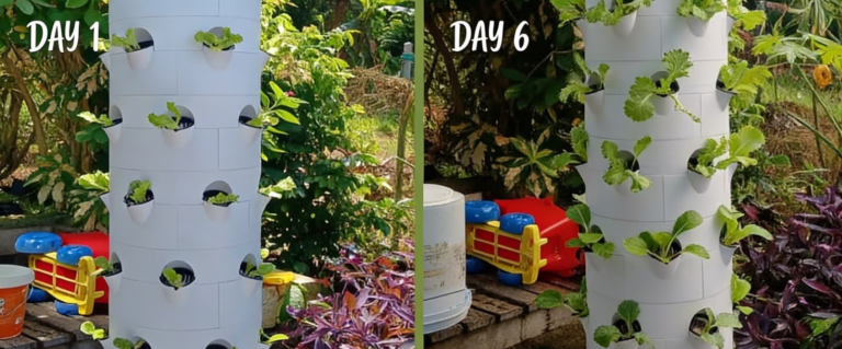 From Sample to Salad in Half the Time: A Costa Rican Success Story