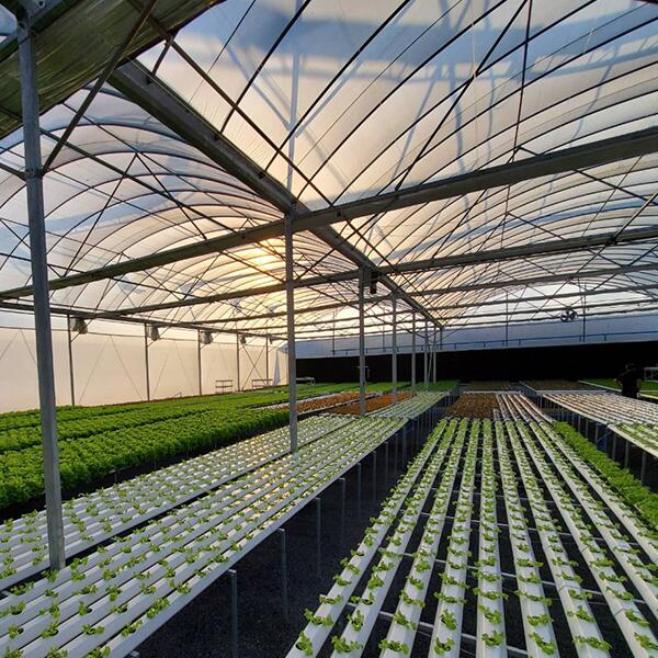 Henan Greenleafy NFT System Now Growing in Malaysia – Customer Shares Installation Success