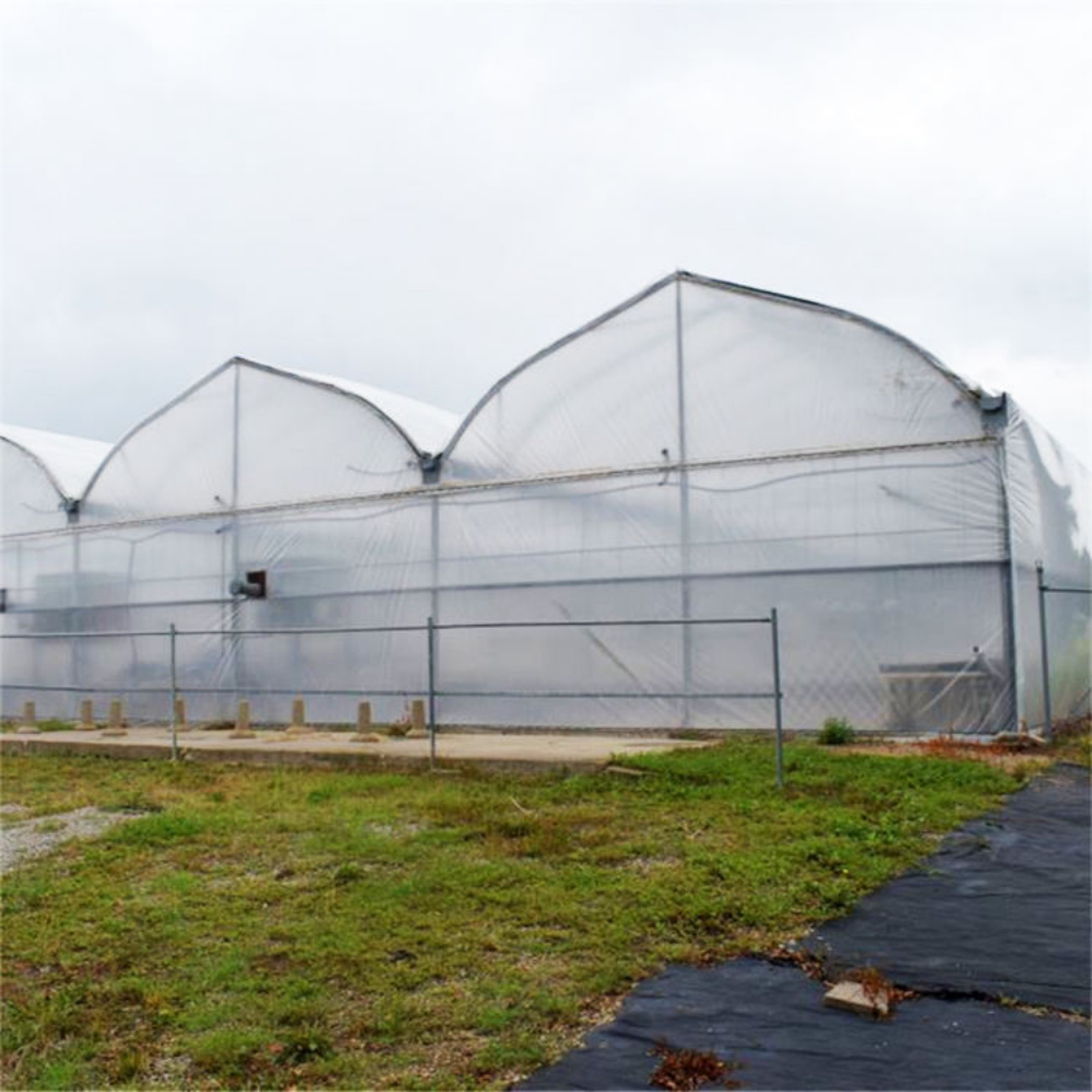Multi-span Greenhouse - Image 6