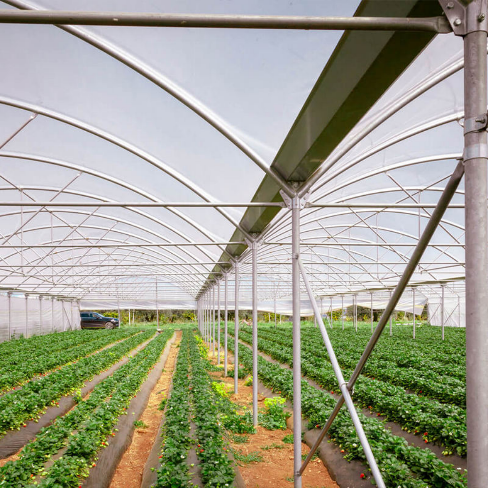 Multi-span Greenhouse - Image 7