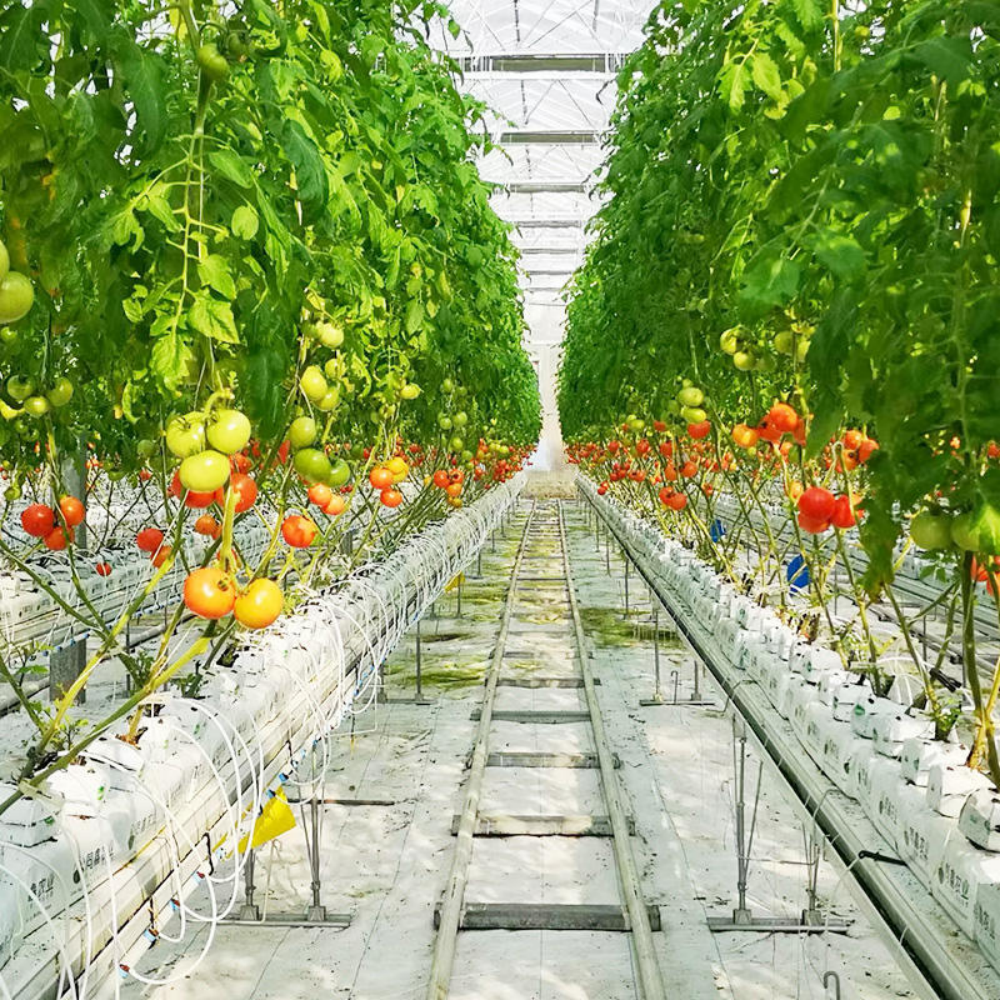 Ripe cherry tomatoes hanging in the smart greenhouse