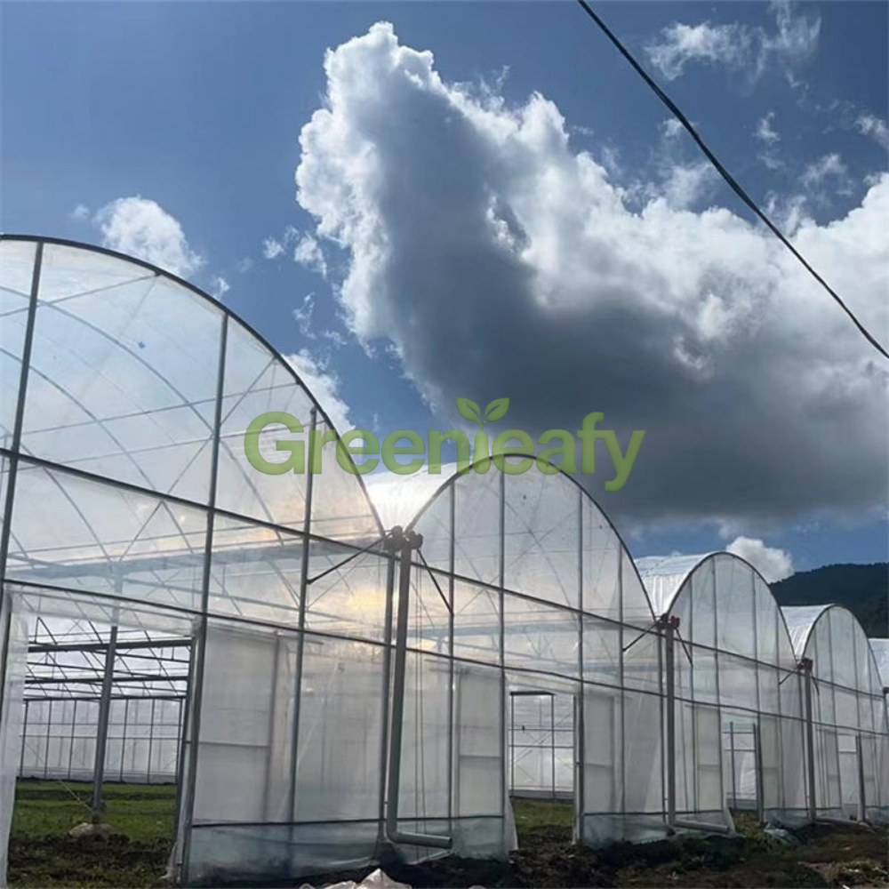 Commercial plastic film greenhouse for vegetable farming and agricultural production