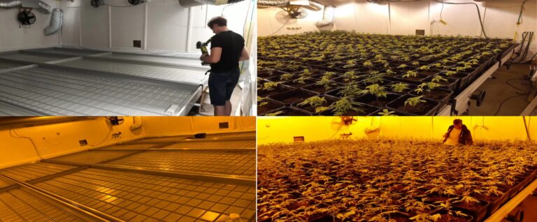 Swiss Client Success Story: Our Rolling Benches Maximize Cannabis Yields Indoors