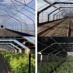 Light deprivation greenhouse for cannabis cultivation