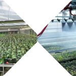Complete greenhouse system showing both seedling and orchid production using mesh seedbeds