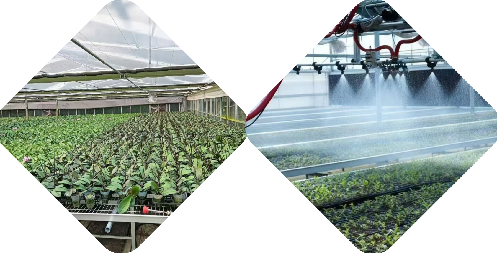 Complete greenhouse system showing both seedling and orchid production using mesh seedbeds
