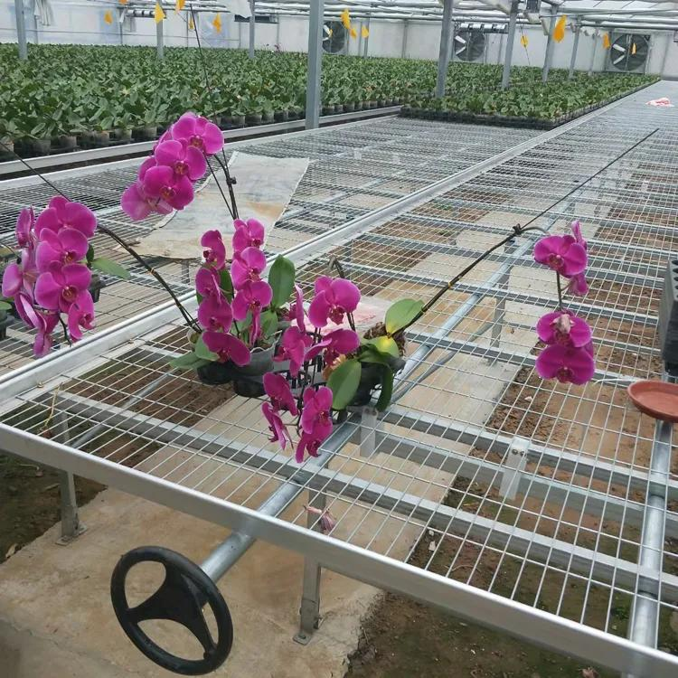 Potted orchid flowers placed on wire mesh greenhouse bench with high ventilation