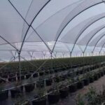 Commercial blueberry high tunnel greenhouse project in Slovenia