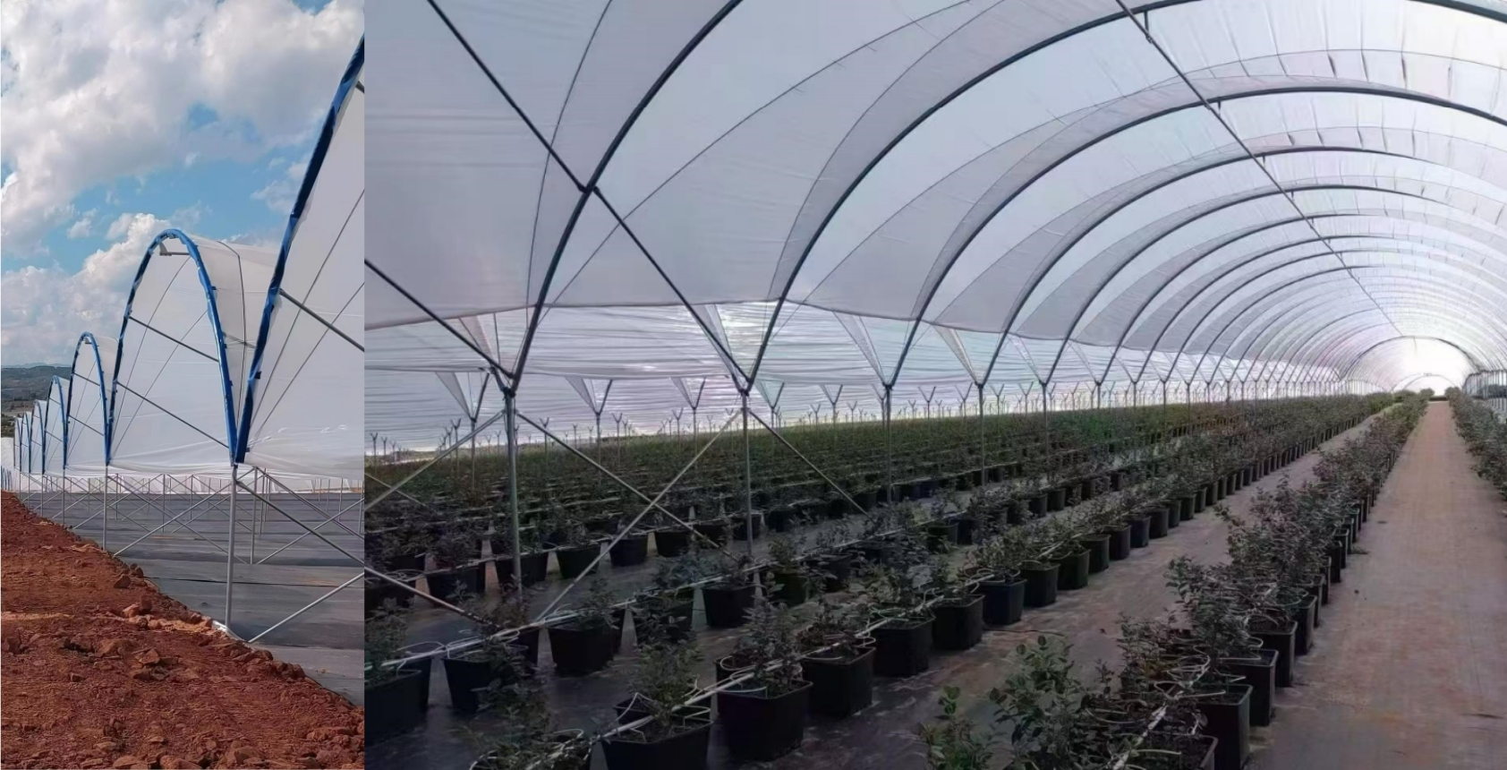 Commercial blueberry high tunnel greenhouse project in Slovenia