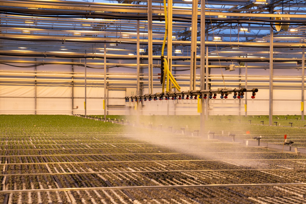 Automated sprinkler irrigation system working above seedling trays in greenhouse nursery