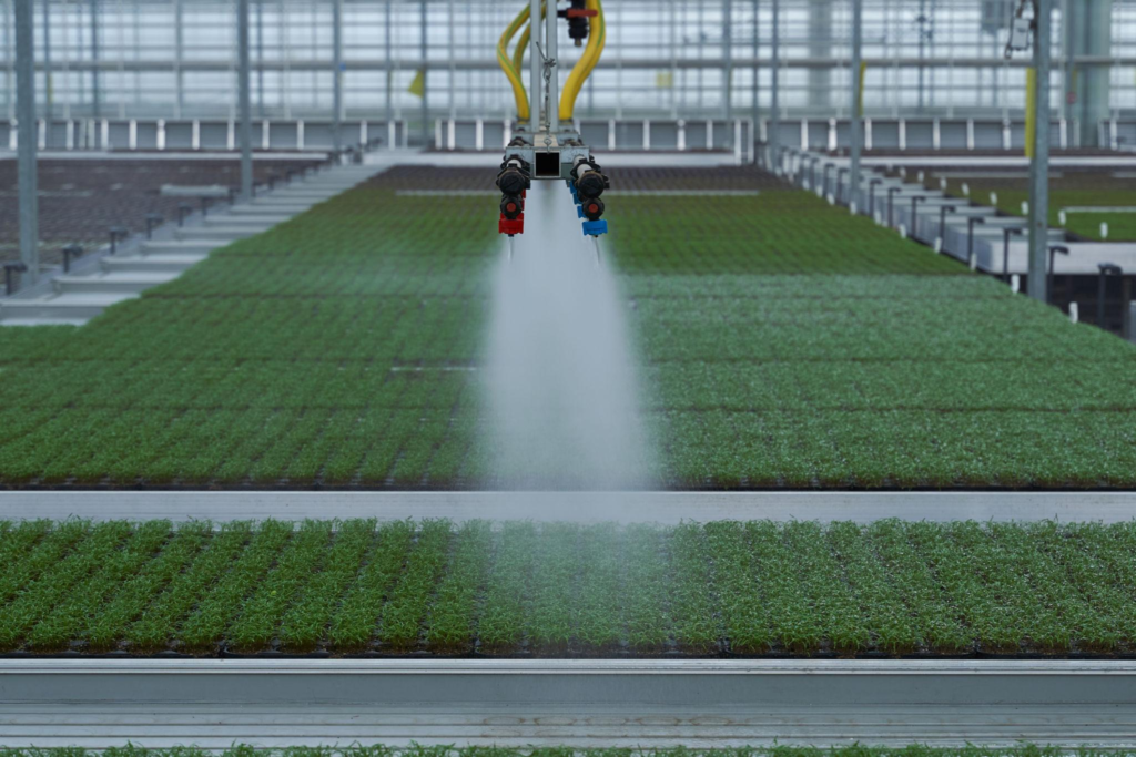 Water mist irrigation penetrating through mesh benches into seedling trays