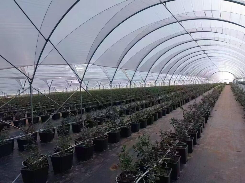 Potted blueberry plants growing inside a high tunnel greenhouse