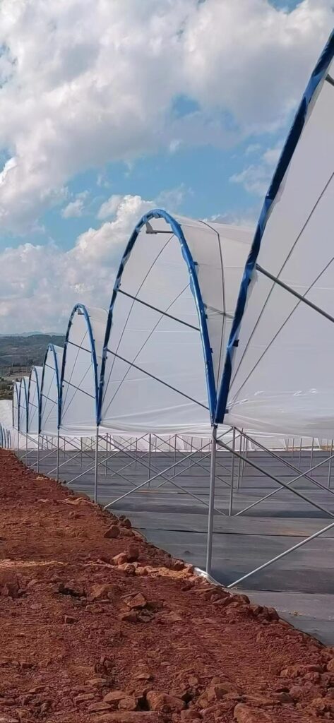 Multi-span high tunnel greenhouse for potted blueberry cultivation in Slovenia