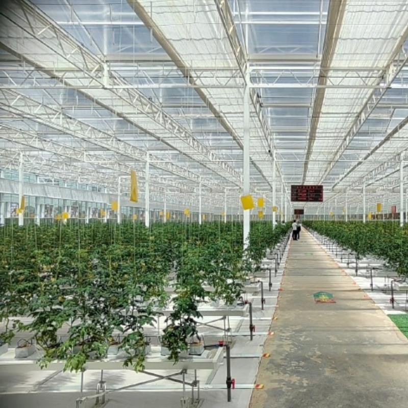 Large multi span commercial greenhouse structure for industrial farming