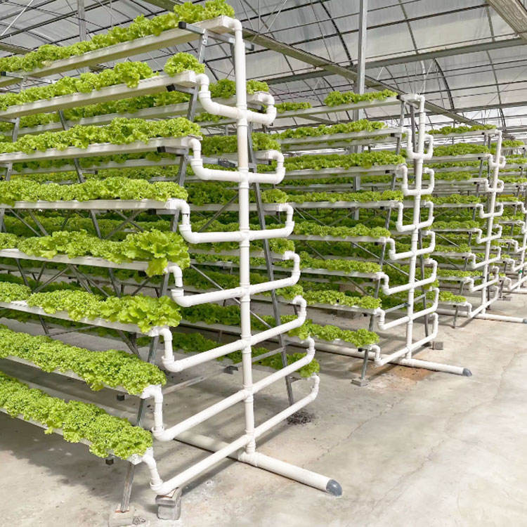 A-frame NFT system installed inside greenhouse