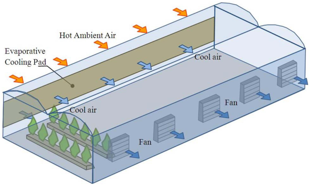 Greenhouse fan and pad cooling system diagram showing evaporative cooling airflow process