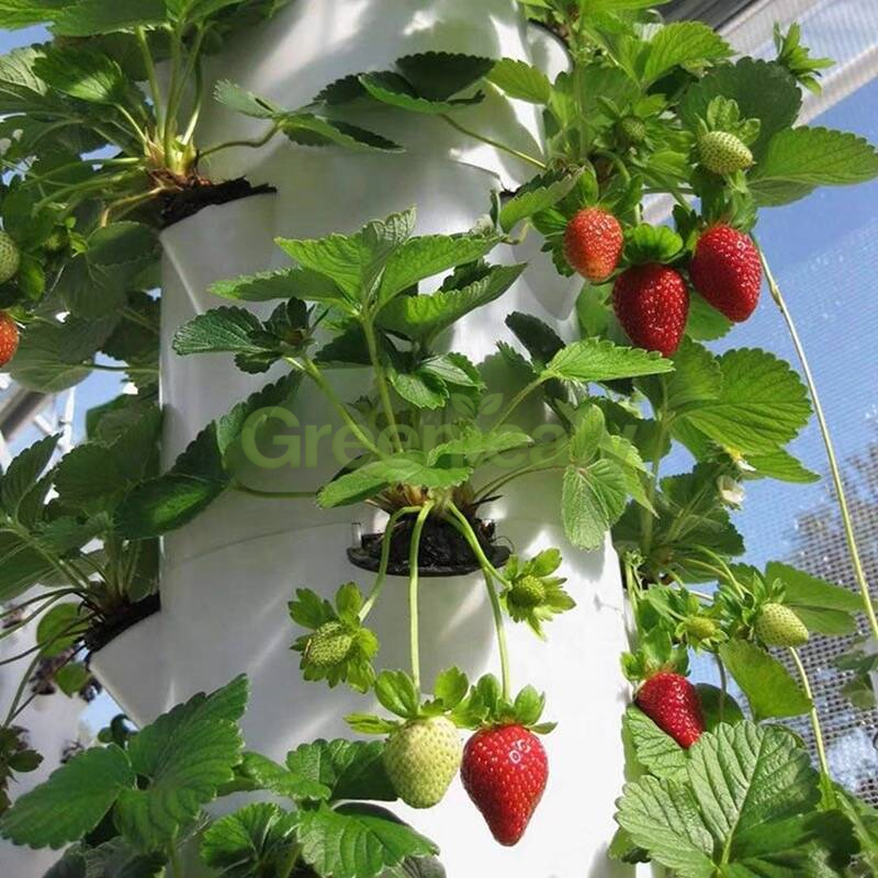 hydroponic-tower-tomato-strawberry-plants-growing.jpg