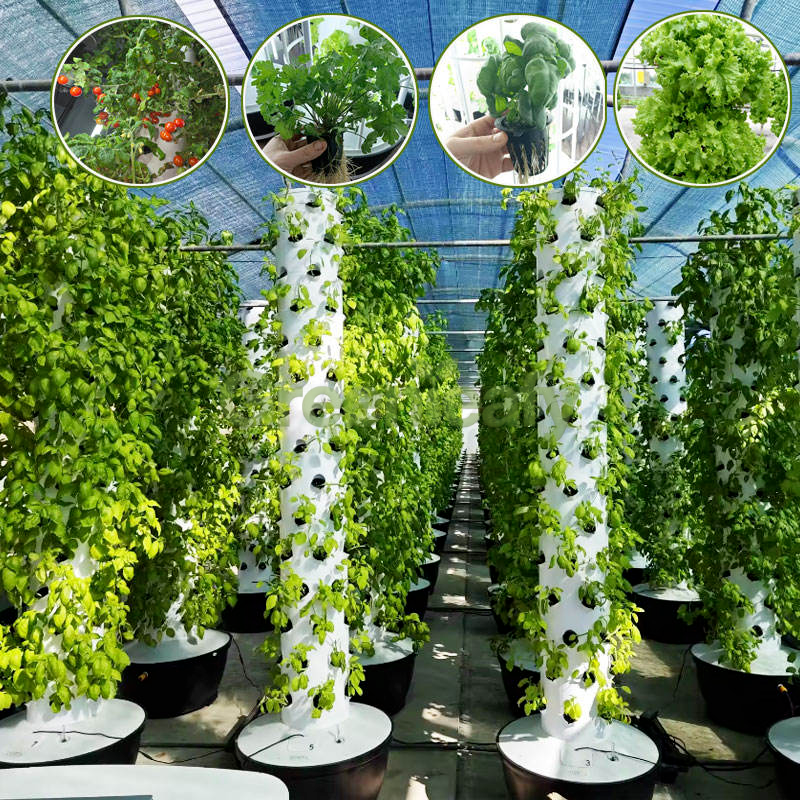 Hydroponic tower growing fresh lettuce and herbs at home
