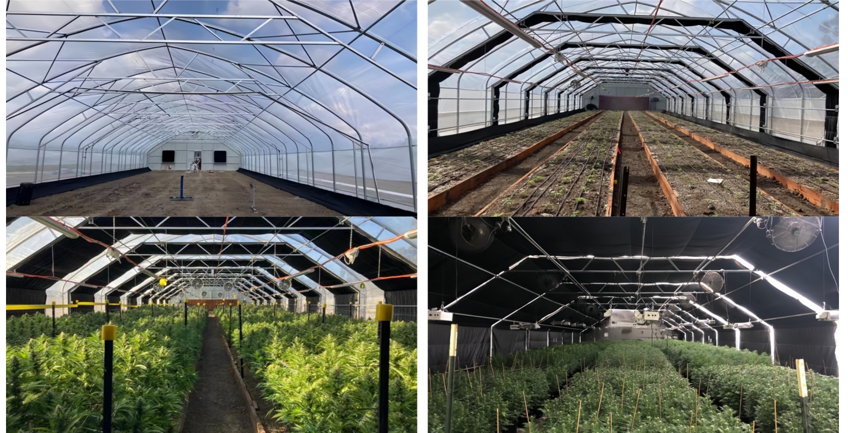 Interior view of a light deprivation greenhouse with blackout curtains and controlled growing environment