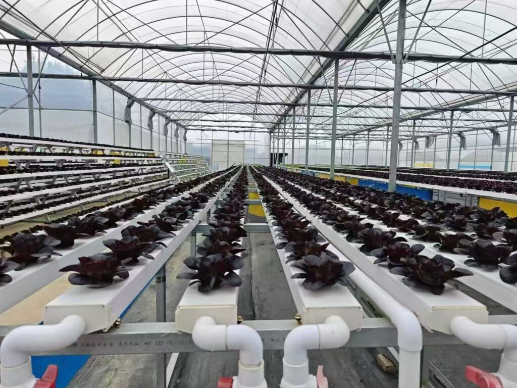 Commercial greenhouse equipped with NFT hydroponic system for lettuce farming