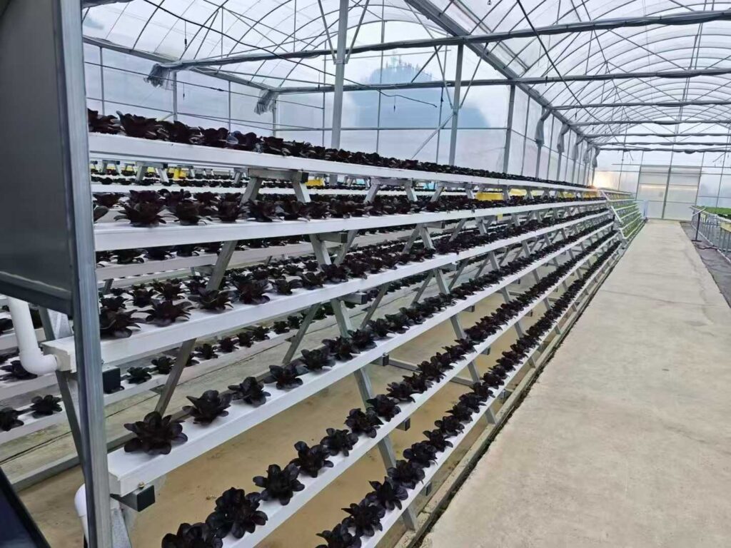 Multi layer NFT hydroponic system growing lettuce inside a commercial greenhouse
