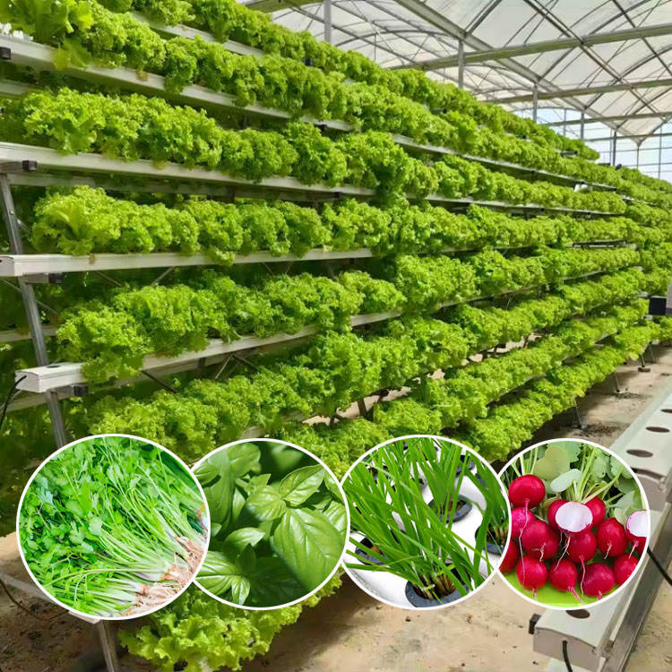 Strawberry plants grown in A-frame NFT hydroponic system