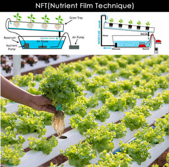 Nutrient solution flowing inside NFT hydroponic channels