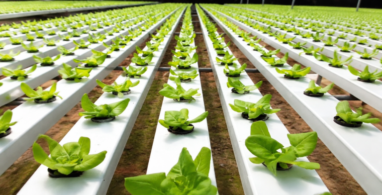NFT Hydroponic System for Commercial Farming | High-Yield Vertical Growing Solution