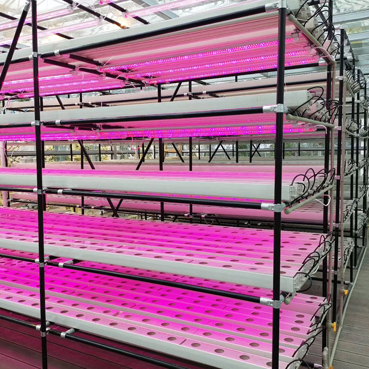 Lettuce production in multi-tier NFT vertical system