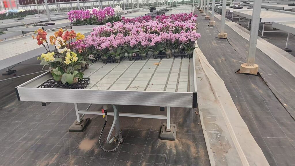 5 × 10 ft ebb-and-flow benches for Phalaenopsis orchid cultivation
