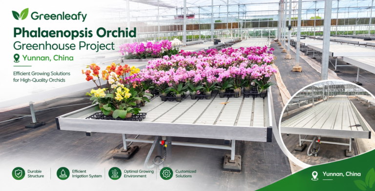 Phalaenopsis Orchid Greenhouse Project in Yunnan, China
