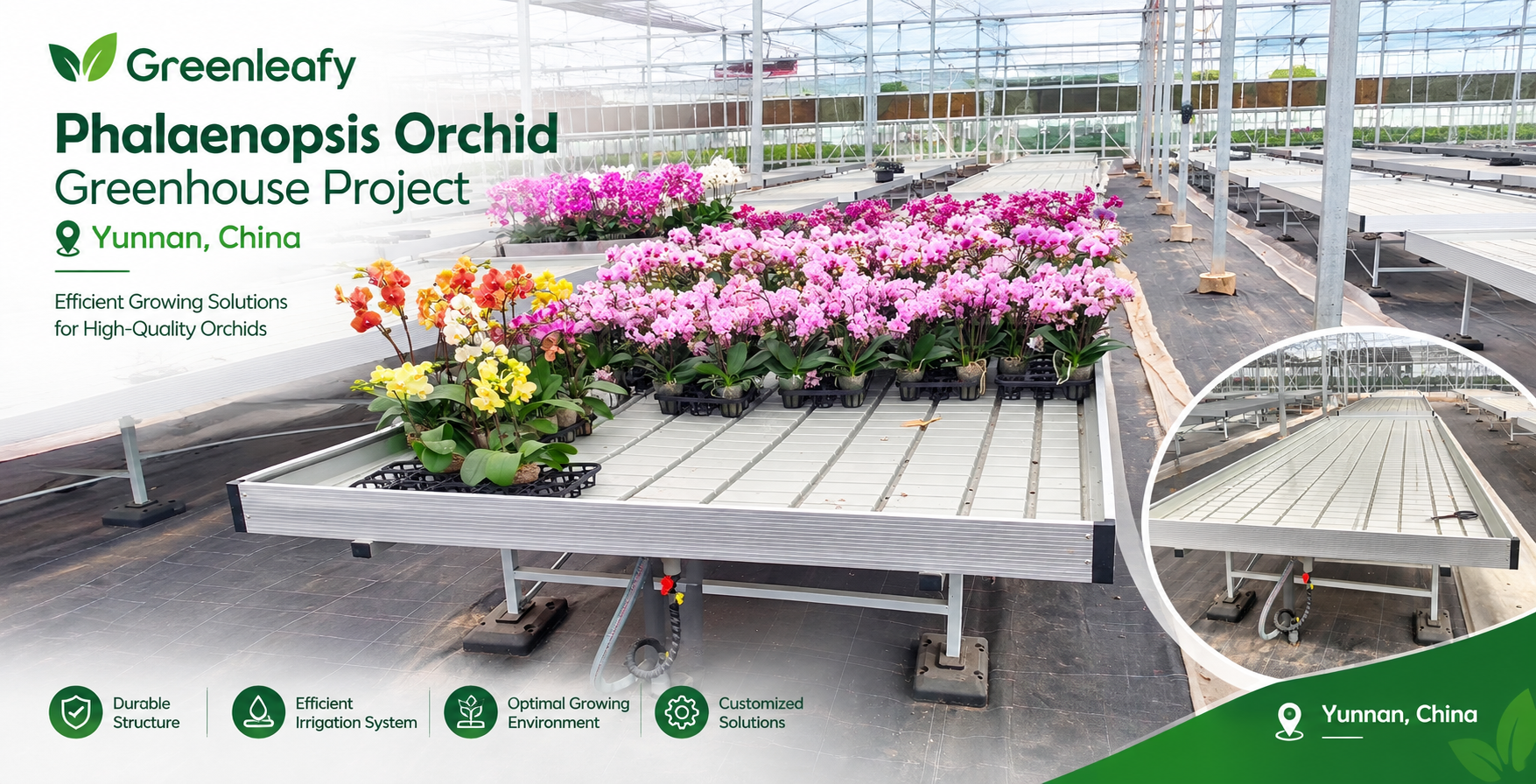 Phalaenopsis orchids growing on greenhouse benches in a commercial greenhouse project in Yunnan, China