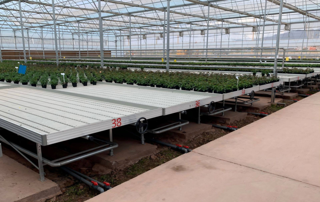 Large-scale seedling production on ebb and flow rolling benches inside a modern greenhouse, with potted seedlings arranged in neat rows across multiple benches.