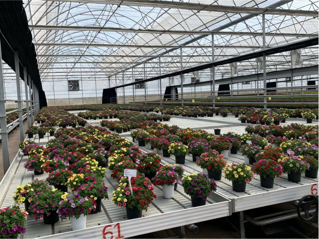 Colorful flowering potted plants arranged on ebb and flow rolling benches in a commercial greenhouse, showing full bench production and efficient plant spacing.