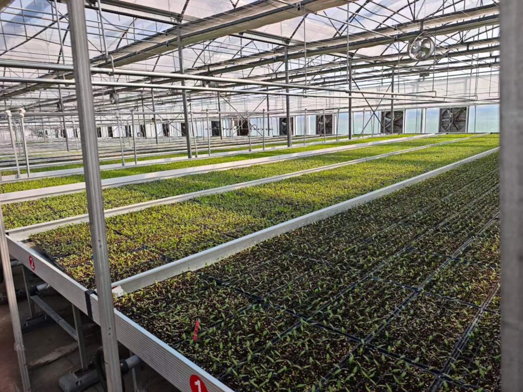 Rows of wire mesh seedling benches arranged inside a commercial greenhouse