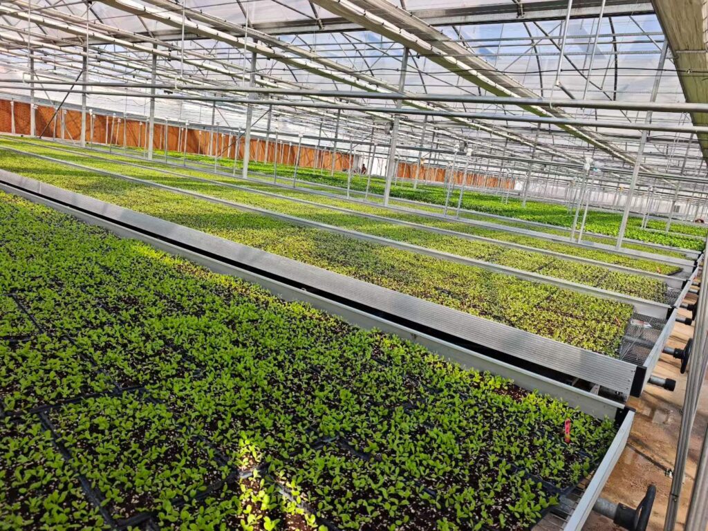 Wire mesh growing bench with an open mesh surface for seedling production