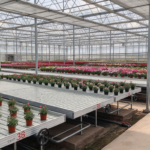 Modern commercial greenhouse interior with ebb and flow rolling benches, tidal seedbeds, potted seedlings, and flowering plants arranged in neat rows for efficient nursery production.