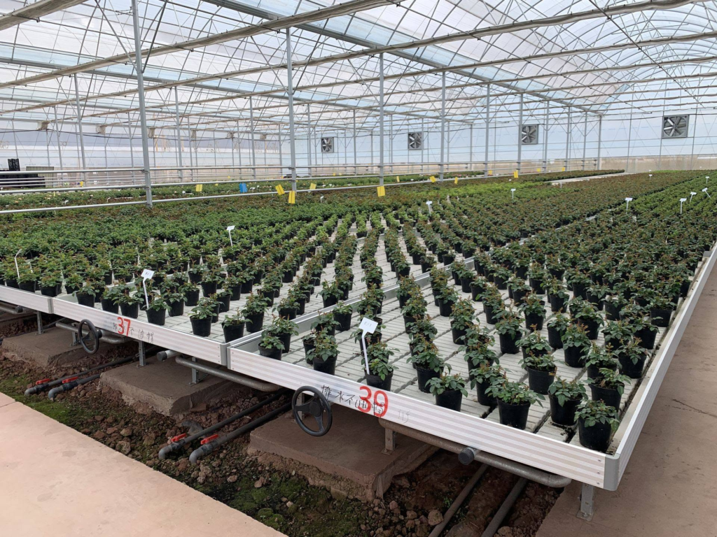 Large-scale seedling production on ebb and flow rolling benches inside a modern greenhouse, with potted seedlings arranged in neat rows across multiple benches.