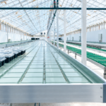 Movable ebb and flow growing benches inside a commercial greenhouse