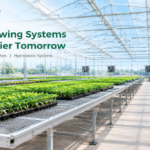 Wire mesh seedling benches installed inside a 72 × 72 m greenhouse