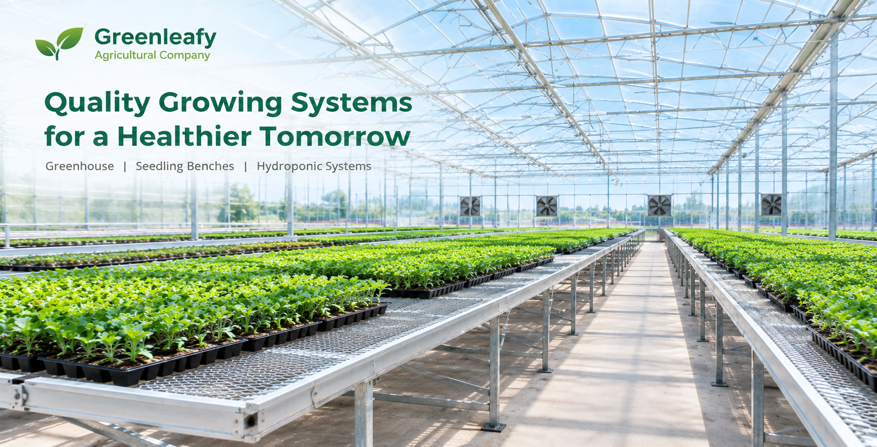 Wire mesh seedling benches installed inside a 72 × 72 m greenhouse